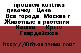 продаём котёнка девочку › Цена ­ 6 500 - Все города, Москва г. Животные и растения » Кошки   . Крым,Гвардейское